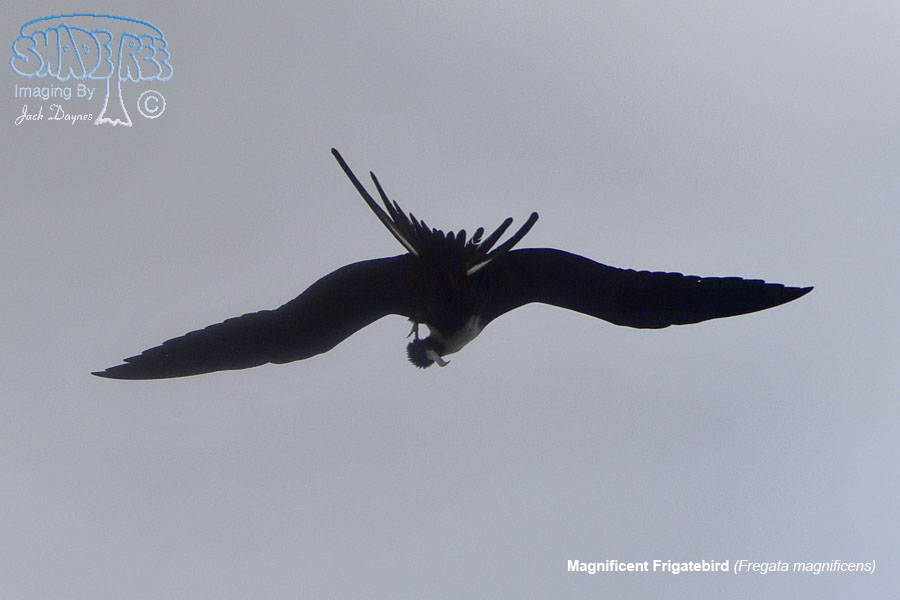 Magnificent Frigatebird - Fregata magnificens