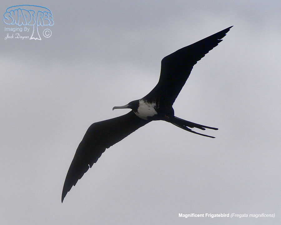 Magnificent Frigatebird - Fregata magnificens