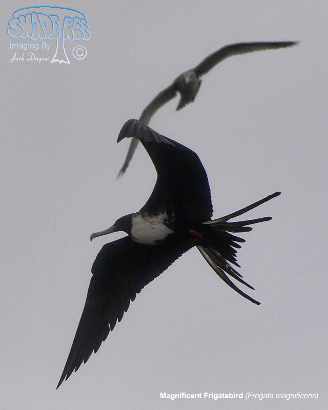 Magnificent Frigatebird - Fregata magnificens