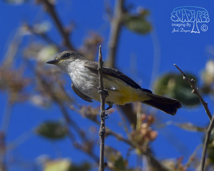Vermilion Flycatcher - Pyrocephalus rubinus
