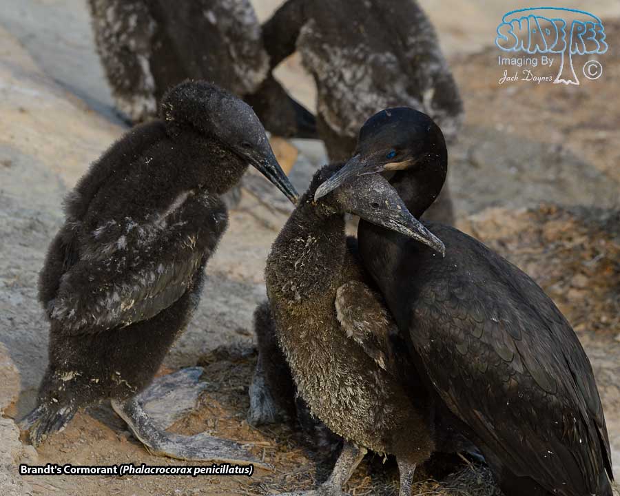 Brandt's Cormorant - Urile penicillatus