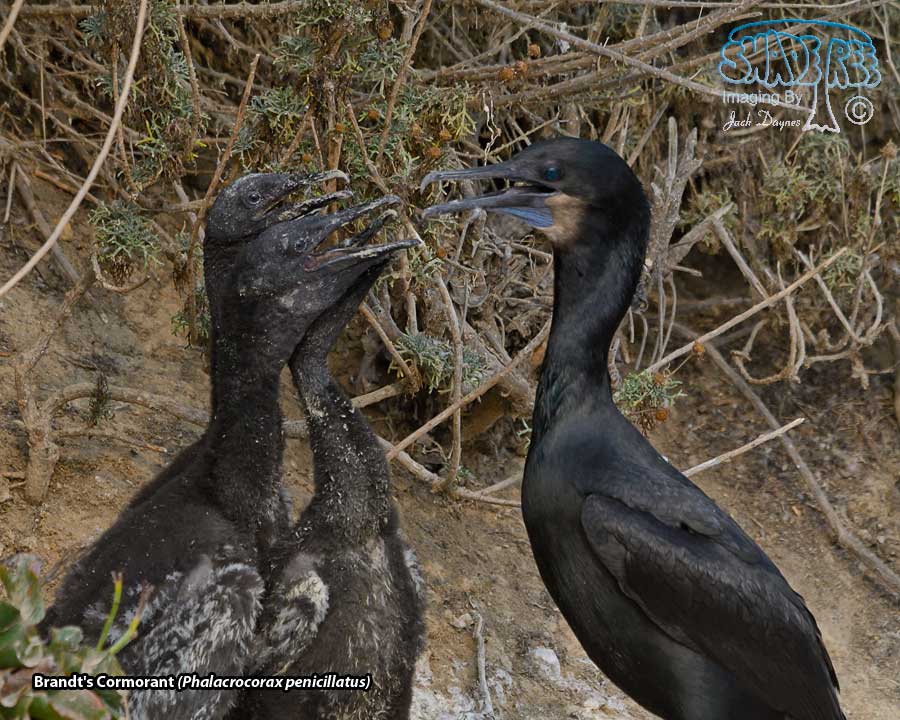 Brandt's Cormorant - Phalacrocorax penicillatus