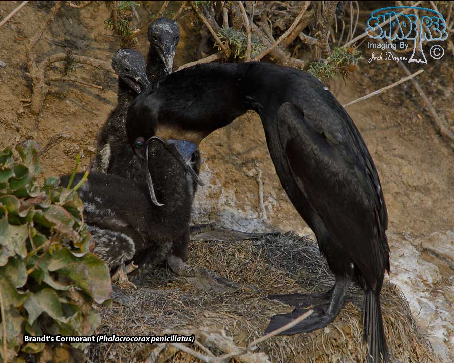 Brandt's Cormorant - Urile penicillatus