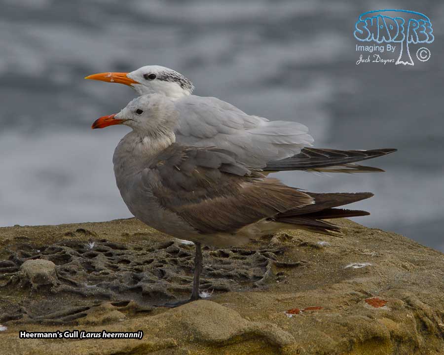 Heermann's Gull - Larus heermanni