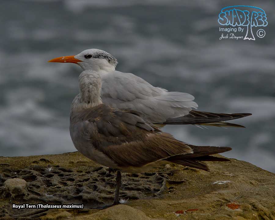 Royal Tern - Thalasseus maximus