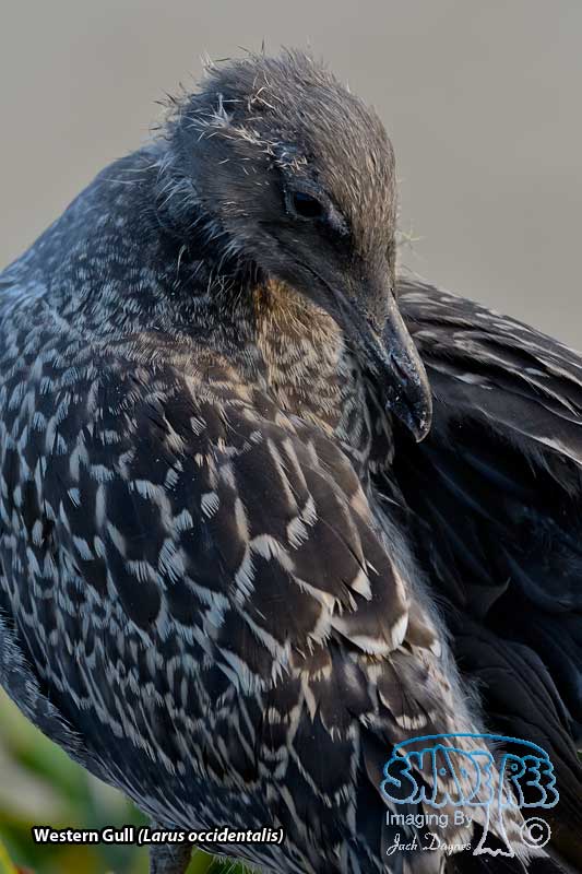 Western Gull - Larus occidentalis