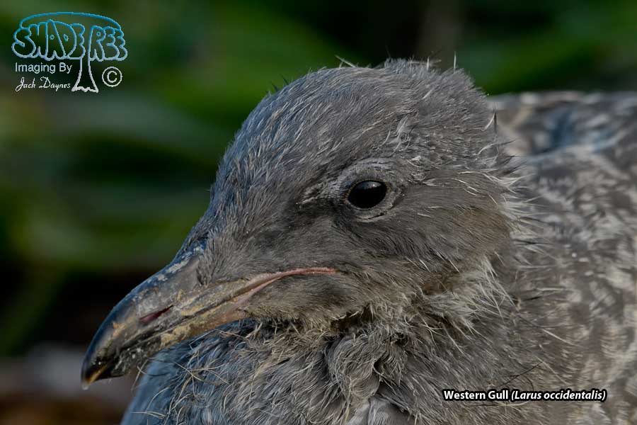 Western Gull - Larus occidentalis