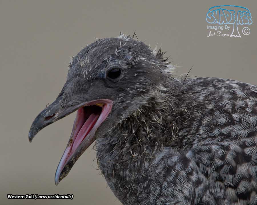 Western Gull - Larus occidentalis