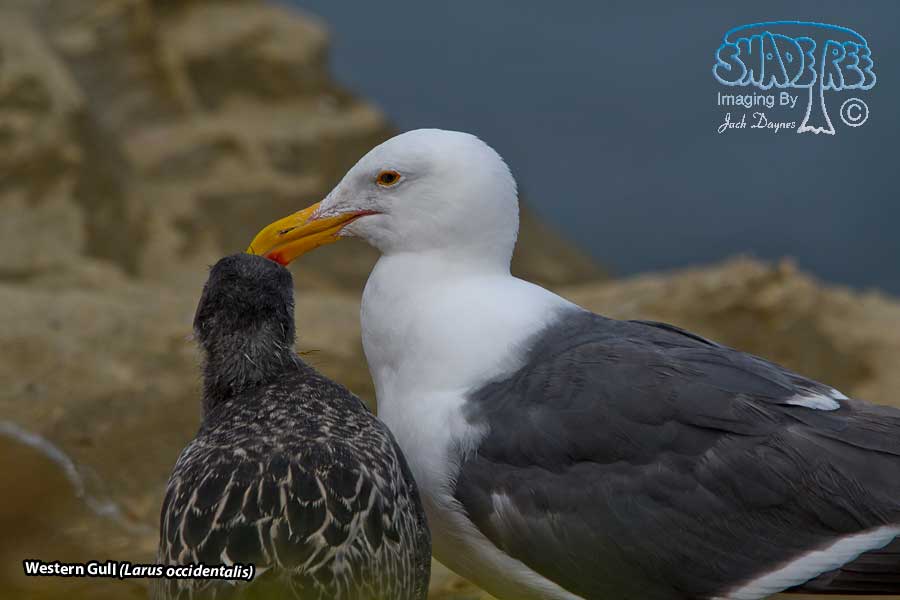 Western Gull - Larus occidentalis