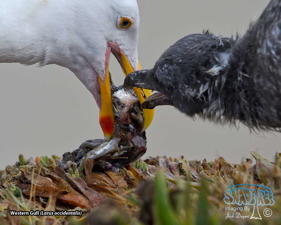 Western Gull - Larus occidentalis