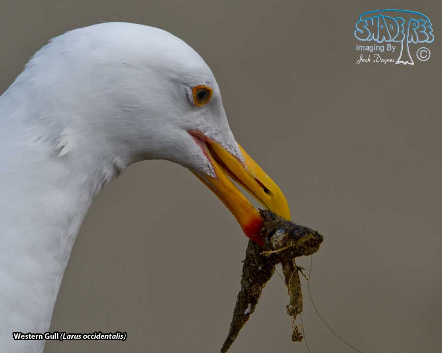 Western Gull - Larus occidentalis