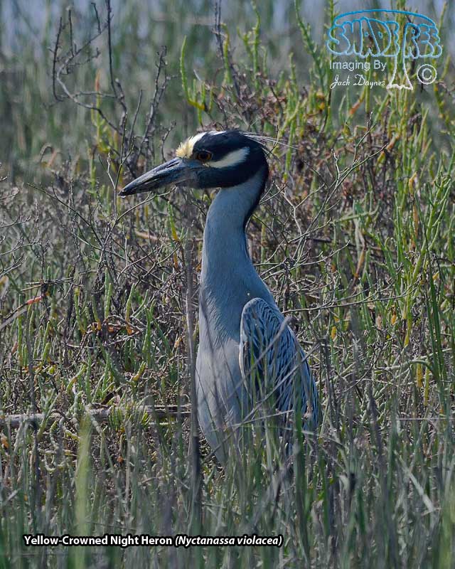 Yellow-Crowned Night Heron - Nyctanassa violacea