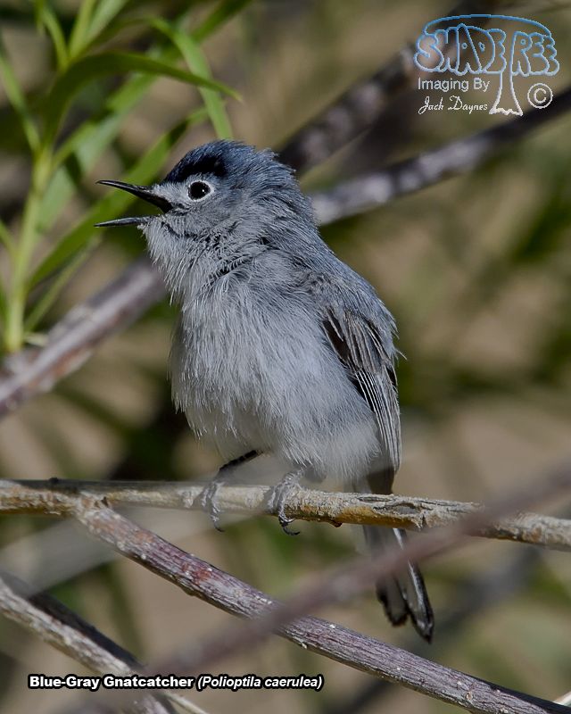 Blue-Gray Gnatcatcher - Polioptila caerulea