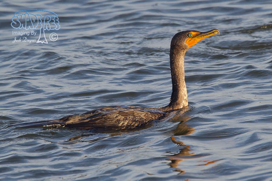 Double-Crested Cormorant - Phalacrocorax auritus