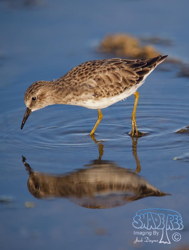 Least Sandpiper - Calidris minutilla