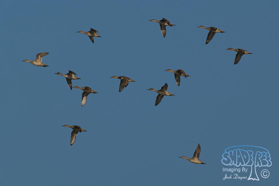 Northern Pintail - Anas acuta
