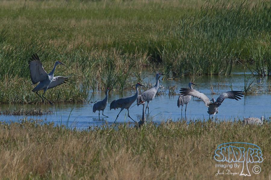 Sandhill Crane - Grus canadensis