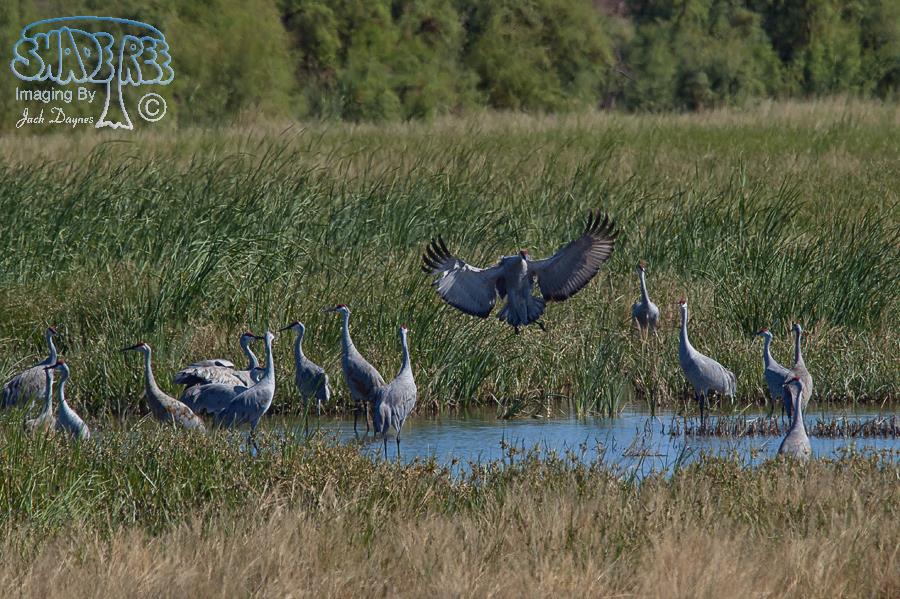 Sandhill Crane - Grus canadensis