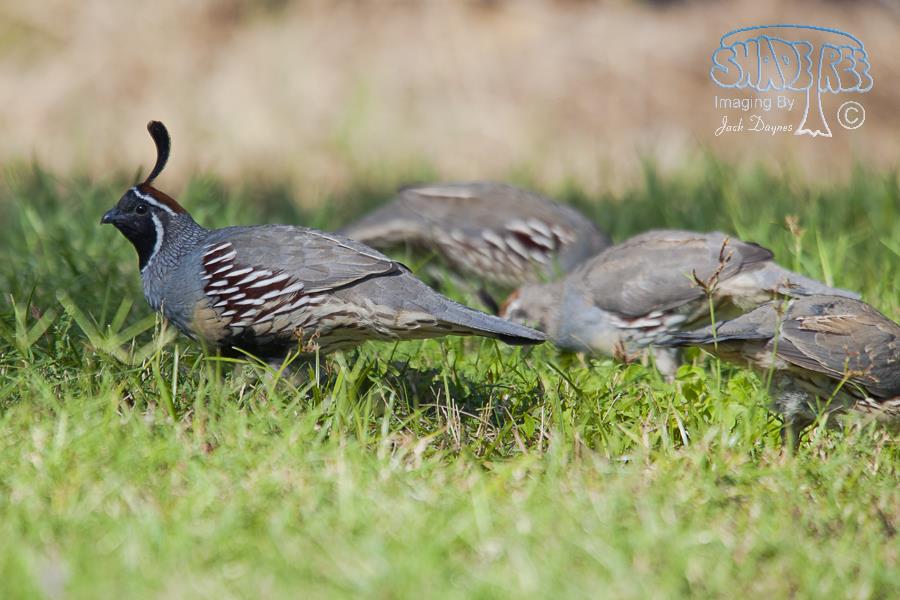 Gambel's Quail - Callipepla gambelii