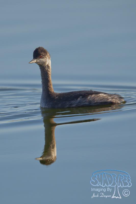 Eared Grebe - Podiceps nigricollis