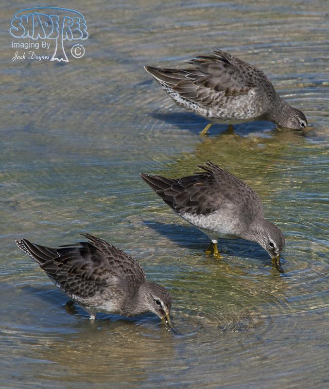 Long-Billed Dowitcher - Limnodromus scolopaceus