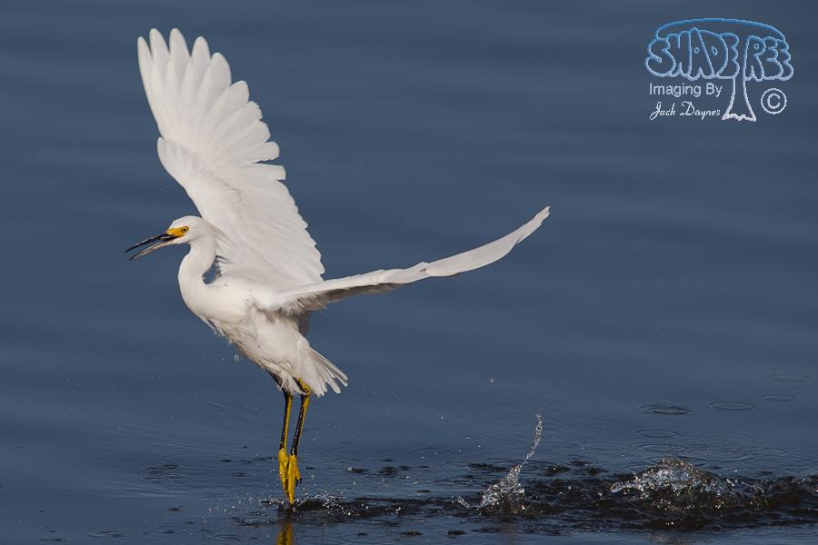 Snowy Egret - Egretta thula