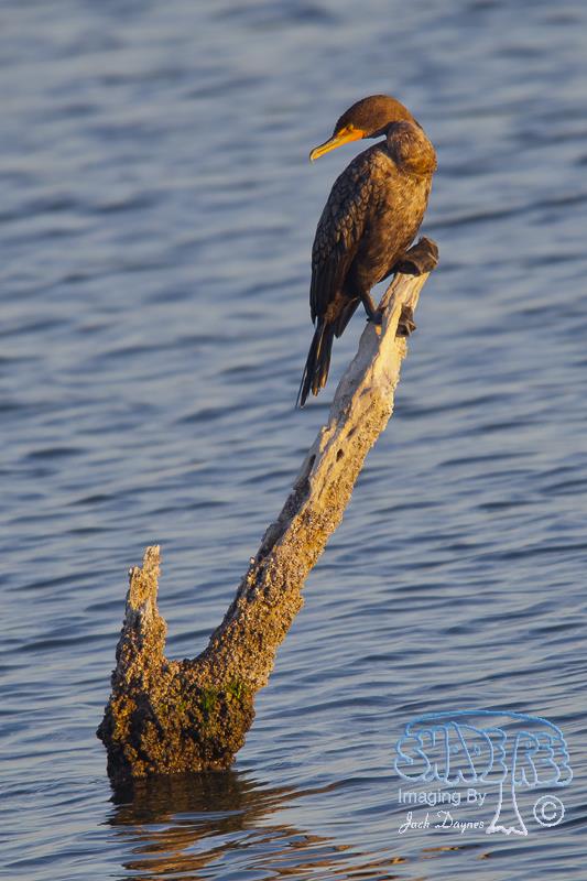 Double-Crested Cormorant - Phalacrocorax auritus