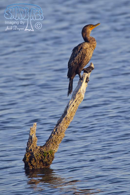 Double-Crested Cormorant - Phalacrocorax auritus