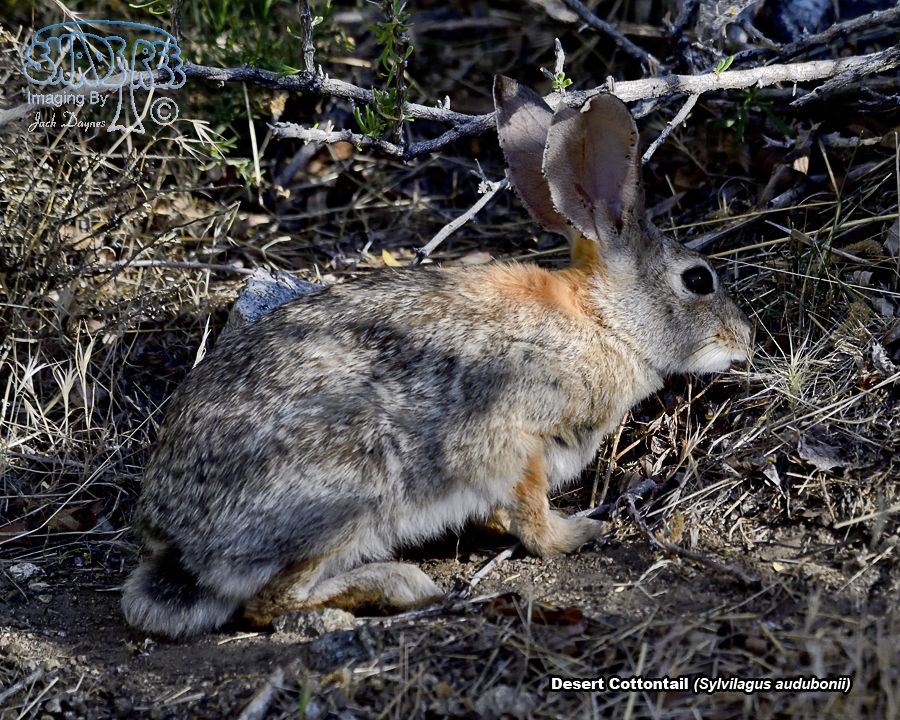 Desert Cottontail - Sylvilagus audubonii
