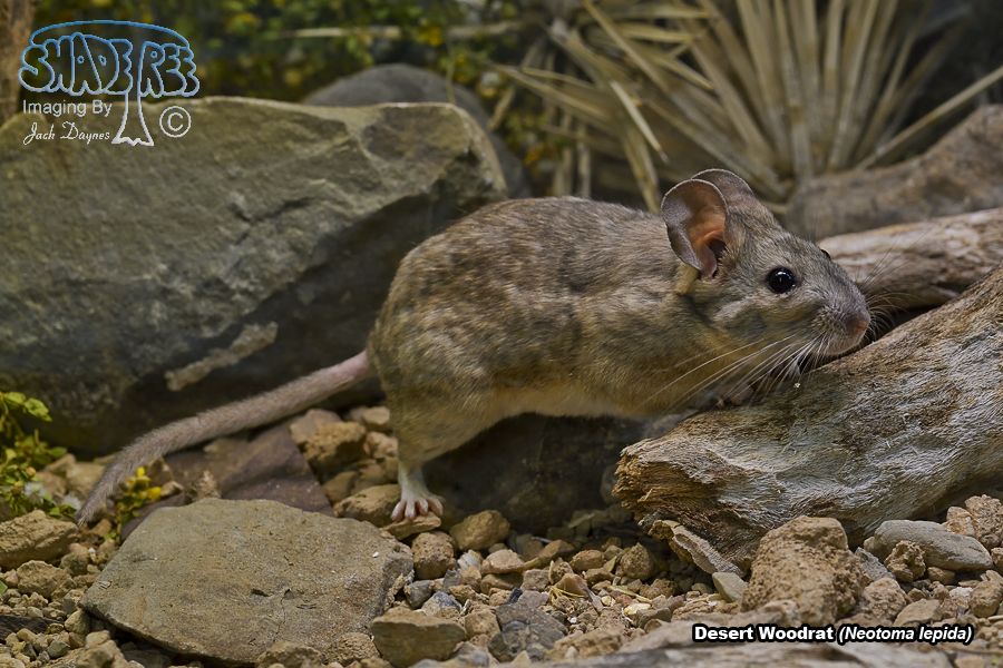 Desert Woodrat - Neotoma lepida