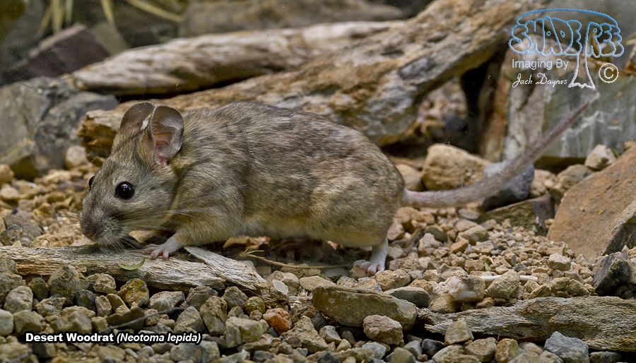 Desert Woodrat - Neotoma lepida