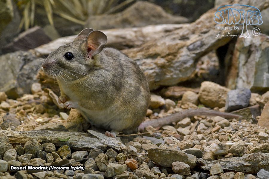 Desert Woodrat - Neotoma lepida