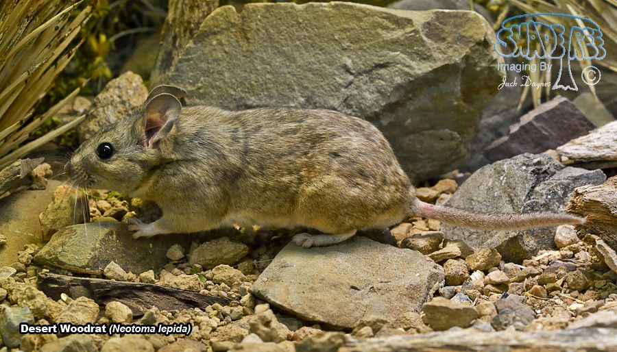 Desert Woodrat - Neotoma lepida