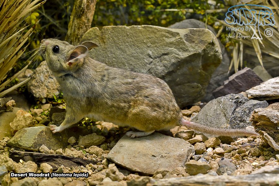 Desert Woodrat - Neotoma lepida