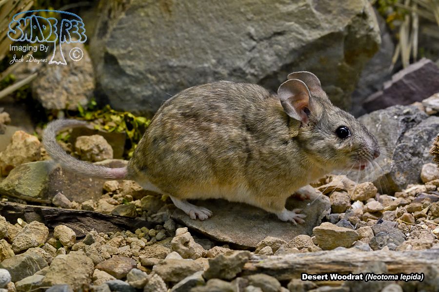 Desert Woodrat - Neotoma lepida