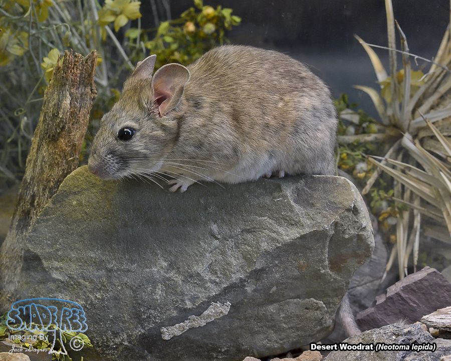 Desert Woodrat - Neotoma lepida