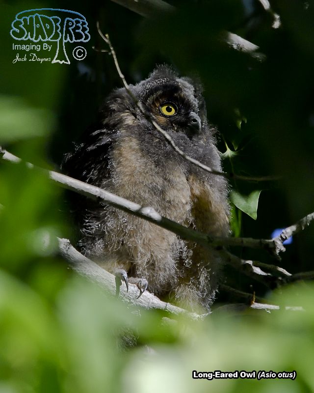 Long-Eared Owl - Asio otus