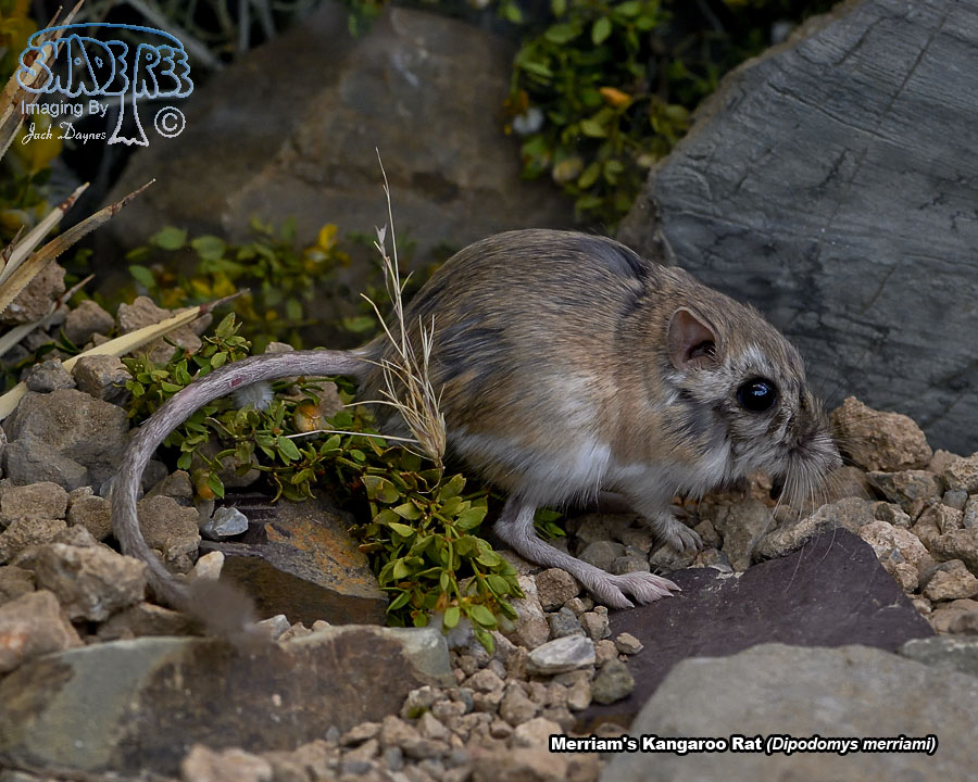 Merriam's Kangaroo Rat - Dipodomys merriami