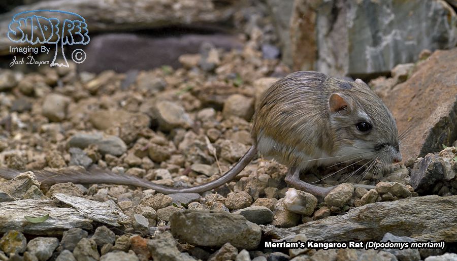 Merriam's Kangaroo Rat - Dipodomys merriami