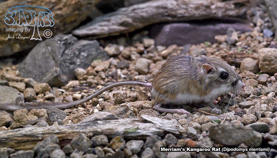 Merriam's Kangaroo Rat - Dipodomys merriami