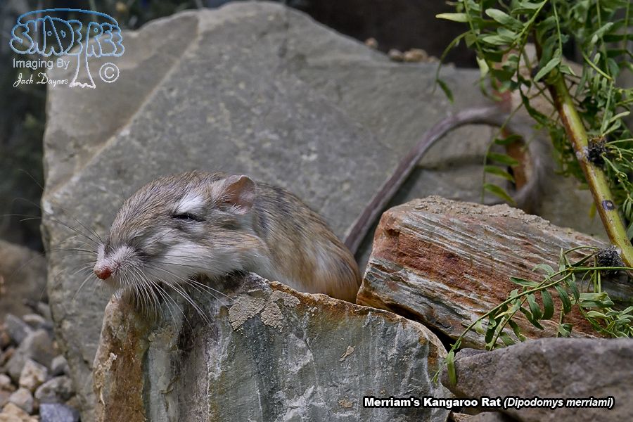Merriam's Kangaroo Rat - Dipodomys merriami