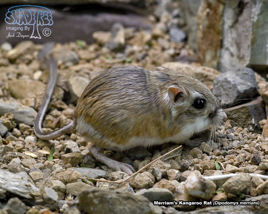 Merriam's Kangaroo Rat - Dipodomys merriami