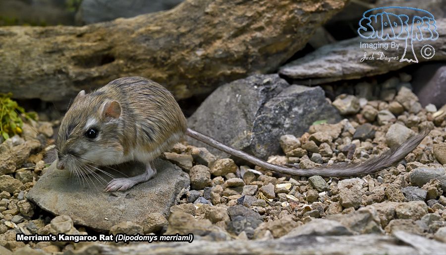 Merriam's Kangaroo Rat - Dipodomys merriami