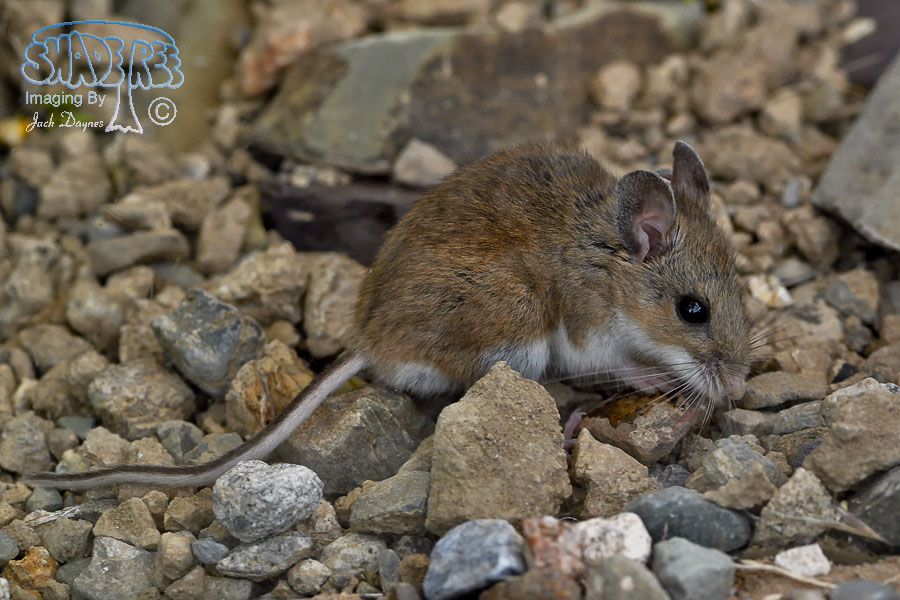 North American Deer Mouse - Peromyscus maniculatus
