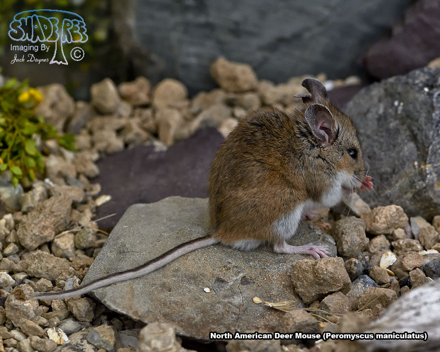 North American Deer Mouse - Peromyscus maniculatus