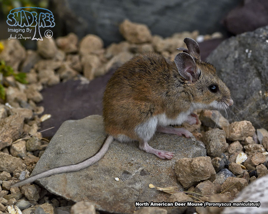 North American Deer Mouse - Peromyscus maniculatus