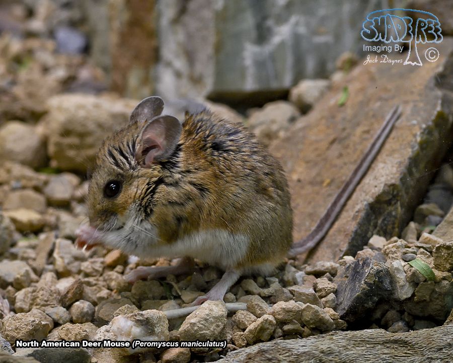 North American Deer Mouse - Peromyscus maniculatus
