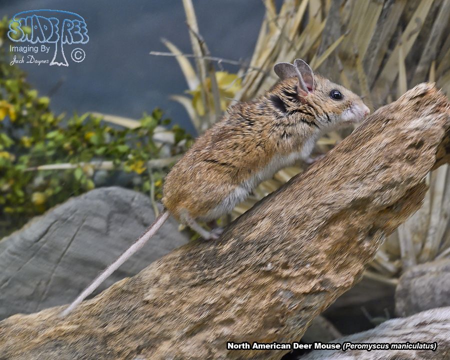 North American Deer Mouse - Peromyscus maniculatus
