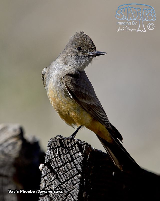 Say's Phoebe - Sayornis saya