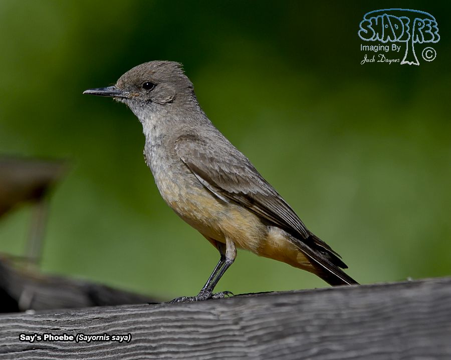 Say's Phoebe - Sayornis saya